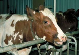 clôture pour vaches